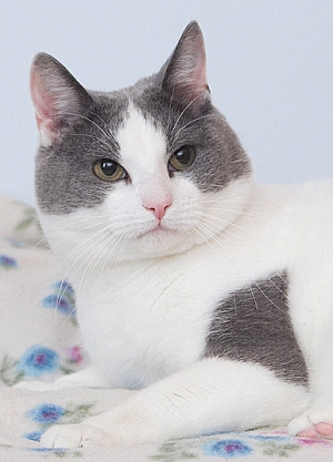 European shorthair bluewhite harlequin