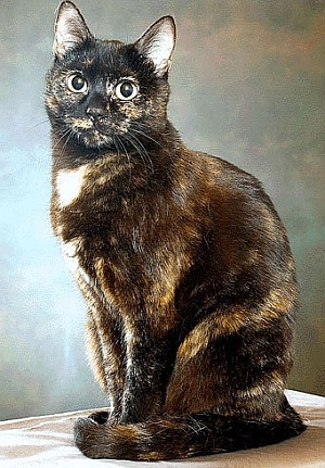 European shorthair blacktortie