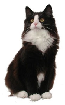 Norwegian Forest Cat black