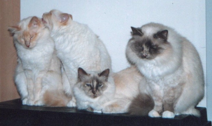 cream and tortie point Birmans