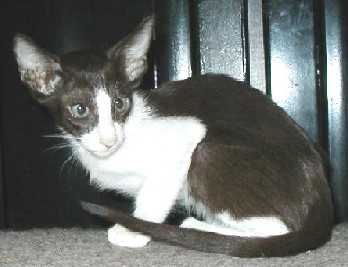 black and white oriental cat