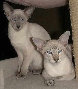 Visit the cattery of Vienna Blue