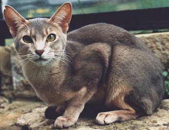 black and white abyssinian cat