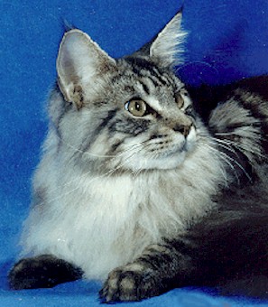 Maine Coon Special